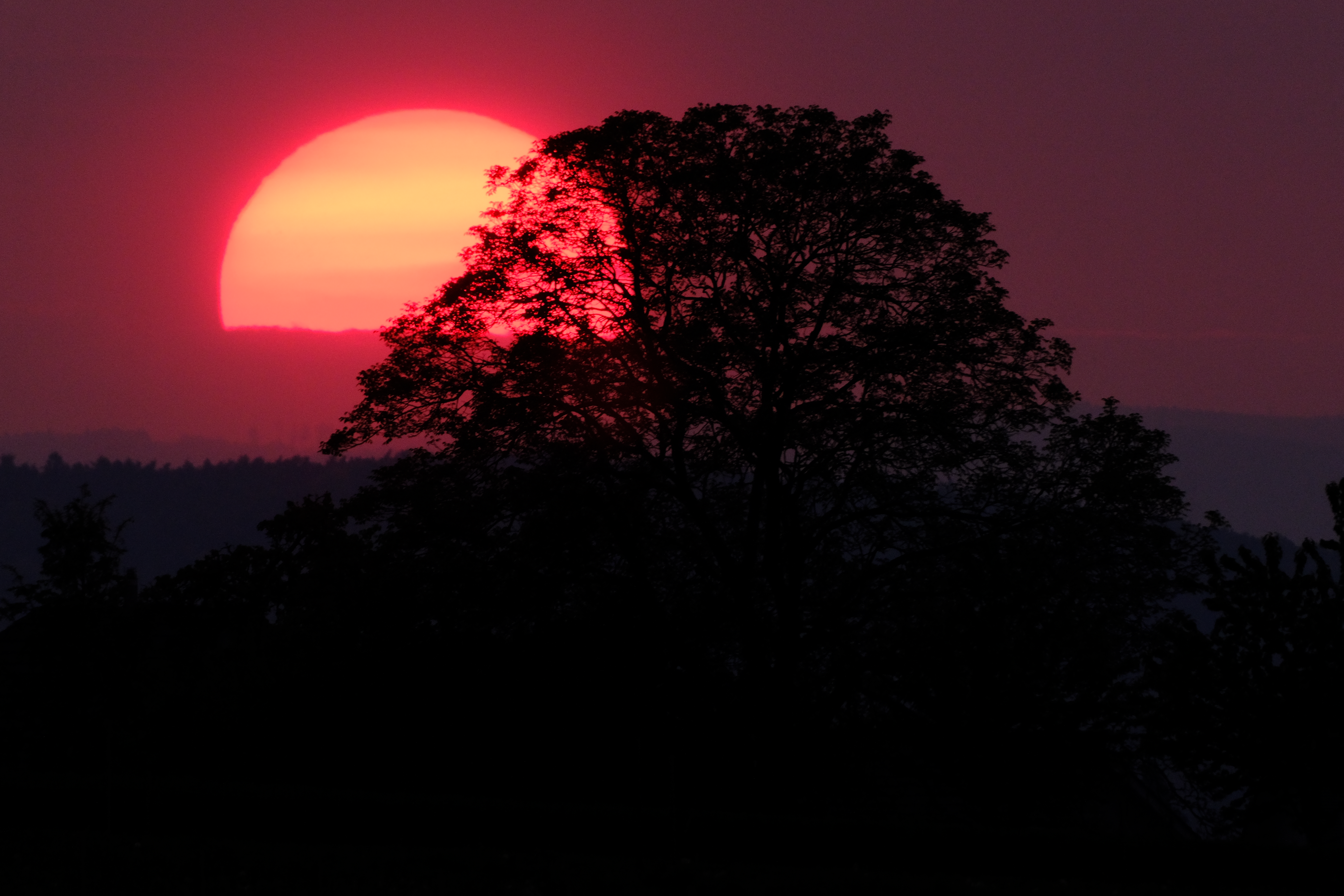 sonnenuntergang baum
